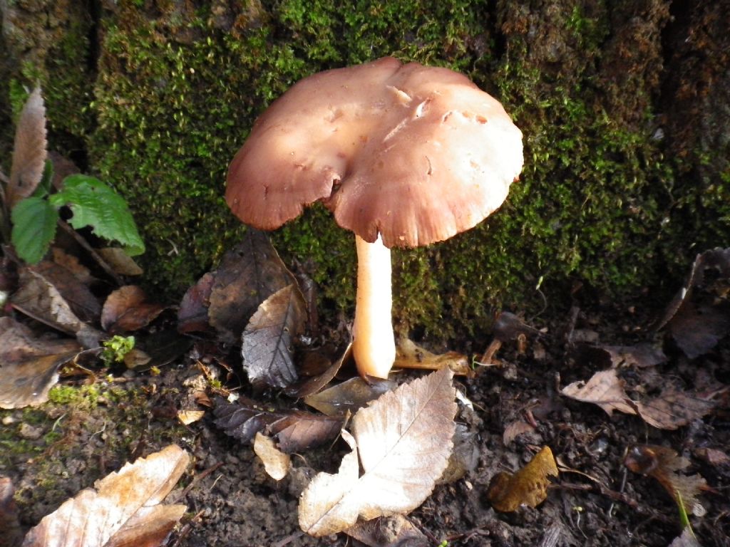 fungo da identificare 2